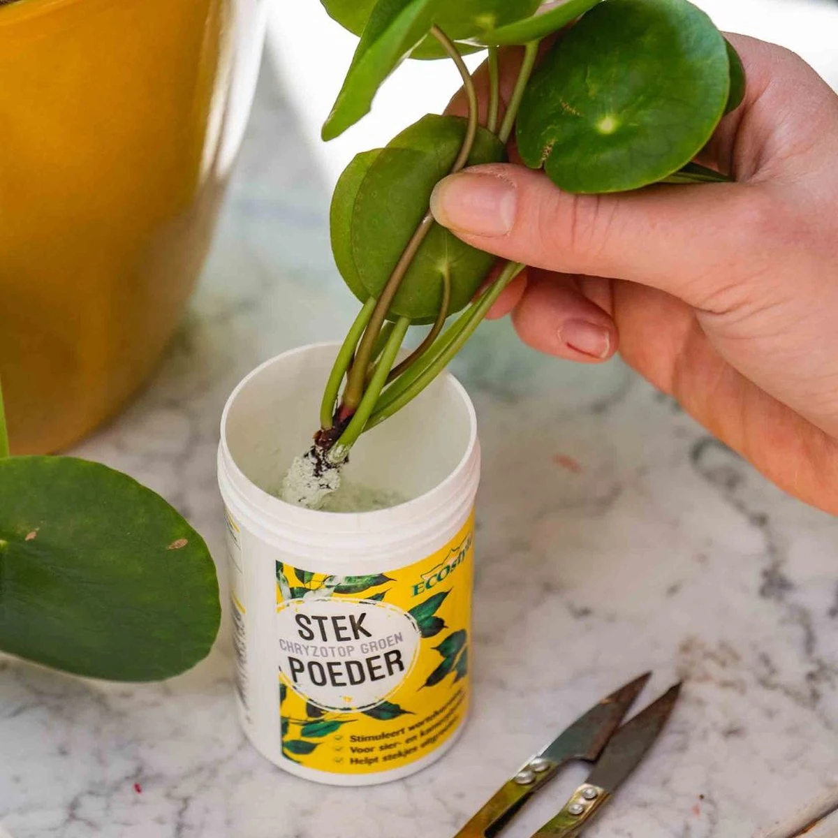 ECOstyle Stekpoeder Stimuleert Wortelvorming - Voor Sier & Kamerplanten - Helpt Stekjes Uitgroeien Tot Een Volwaardige Plant - 25 GR 2 ECOstyle Stekpoeder Stimuleert Wortelvorming - Voor Sier & Kamerplanten - Helpt Stekjes Uitgroeien Tot Een Volwaardige Plant - 25 GR - Afbeelding 2