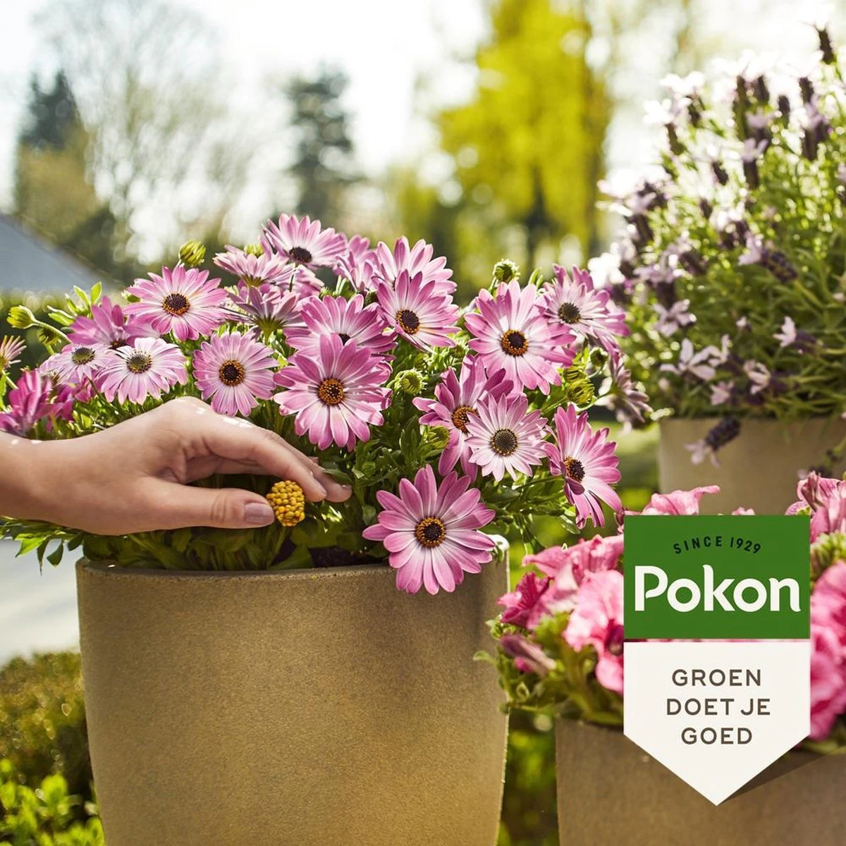 Pokon Voedingskegels Voor Terras- & Balkonplanten - 40 Stuks - 180 Dagen Voeding - Plantenvoeding 4 Pokon Voedingskegels Voor Terras- & Balkonplanten - 40 Stuks - 180 Dagen Voeding - Plantenvoeding - Afbeelding 4