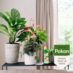 Pokon Kamerplanten Voeding - 500ml - Plantenvoeding - 20ml Per 1L Water -Tuinwinkel Voor Buitenartikelen 1200x1200 629