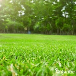 Kalk Korrel Meststof Verrijkt Met Magnesium (20Kg - Voor 400m2) Voor Dieper Bladgroen (+PH) Speciaal Voor Gazon, Perken, Moestuin En Openbaar Groen - Organifer -Tuinwinkel Voor Buitenartikelen 1200x1200 646