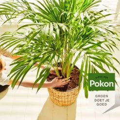 Pokon Palm Voeding - 250ml - Plantenvoeding - 10ml Per 1L Water -Tuinwinkel Voor Buitenartikelen 1200x1200 649
