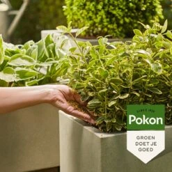 Pokon Voedingskorrels Voor Groene Planten - 800gr - 180 Dagen Voeding - Plantenvoeding -Tuinwinkel Voor Buitenartikelen 1200x1200 651