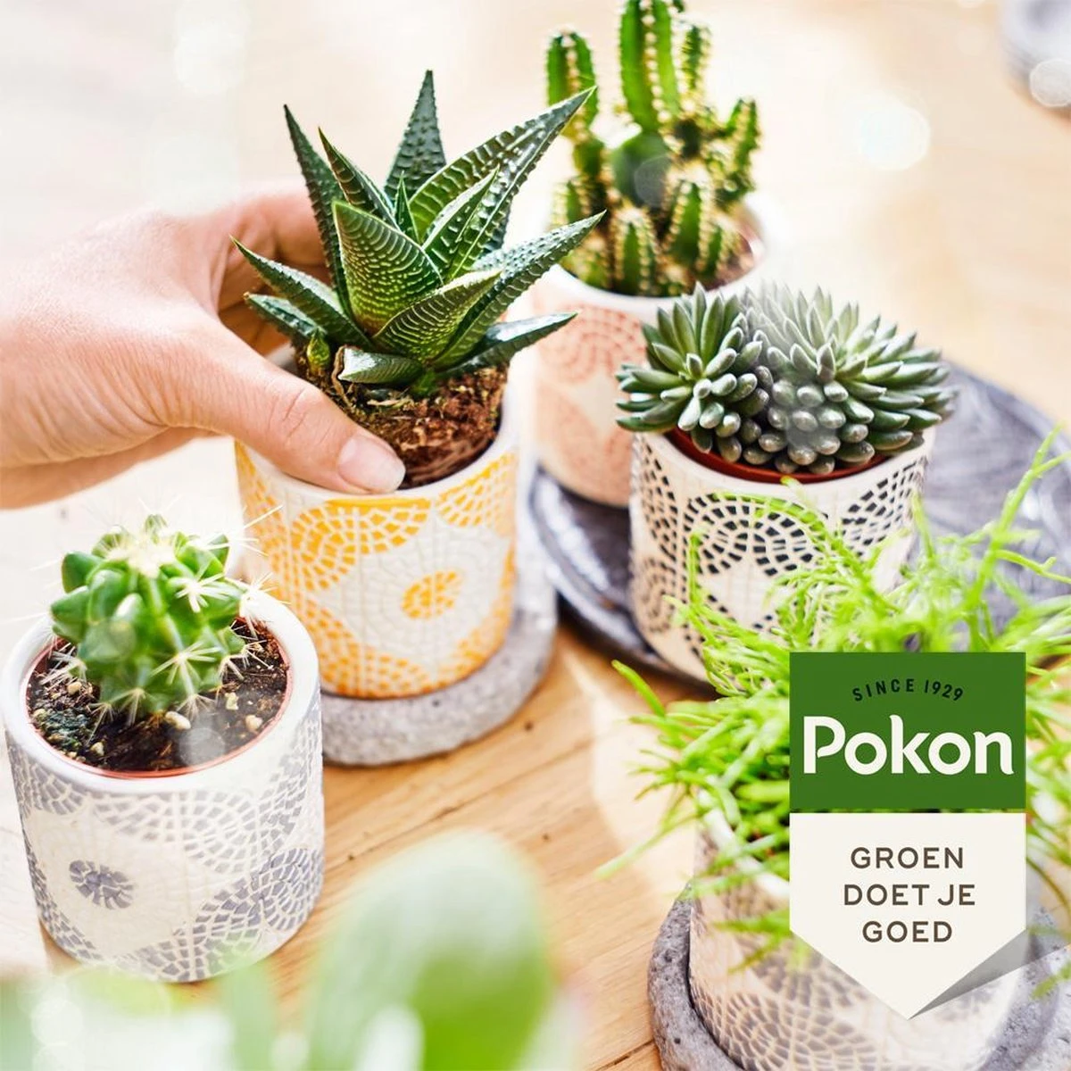Pokon Bio Cactus & Vetplant Voeding - 250ml - Plantenvoeding (bio) - 7ml Per 1L Water 5 Pokon Bio Cactus & Vetplant Voeding - 250ml - Plantenvoeding (bio) - 7ml Per 1L Water - Afbeelding 5