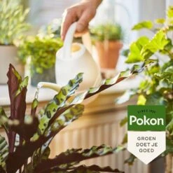 Pokon Bio Kamerplanten Voeding - 500ml - Plantenvoeding (bio) - 7ml Per 1L Water -Tuinwinkel Voor Buitenartikelen 1200x1200 666