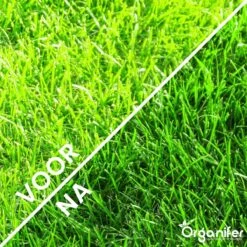 Gazonmest All-In-One (20Kg - Voor 400m2) Voor Een Diepgroen Sterk Gazon Zonder Mos En Onkruid - Complete Meststof Met Kalk En Grasversterker - Organifer 17 Gazonmest All-In-One (20Kg - Voor 400m2) Voor Een Diepgroen Sterk Gazon Zonder Mos En Onkruid - Complete Meststof Met Kalk En Grasversterker - Organifer -Tuinwinkel Voor Buitenartikelen 1200x1200 682