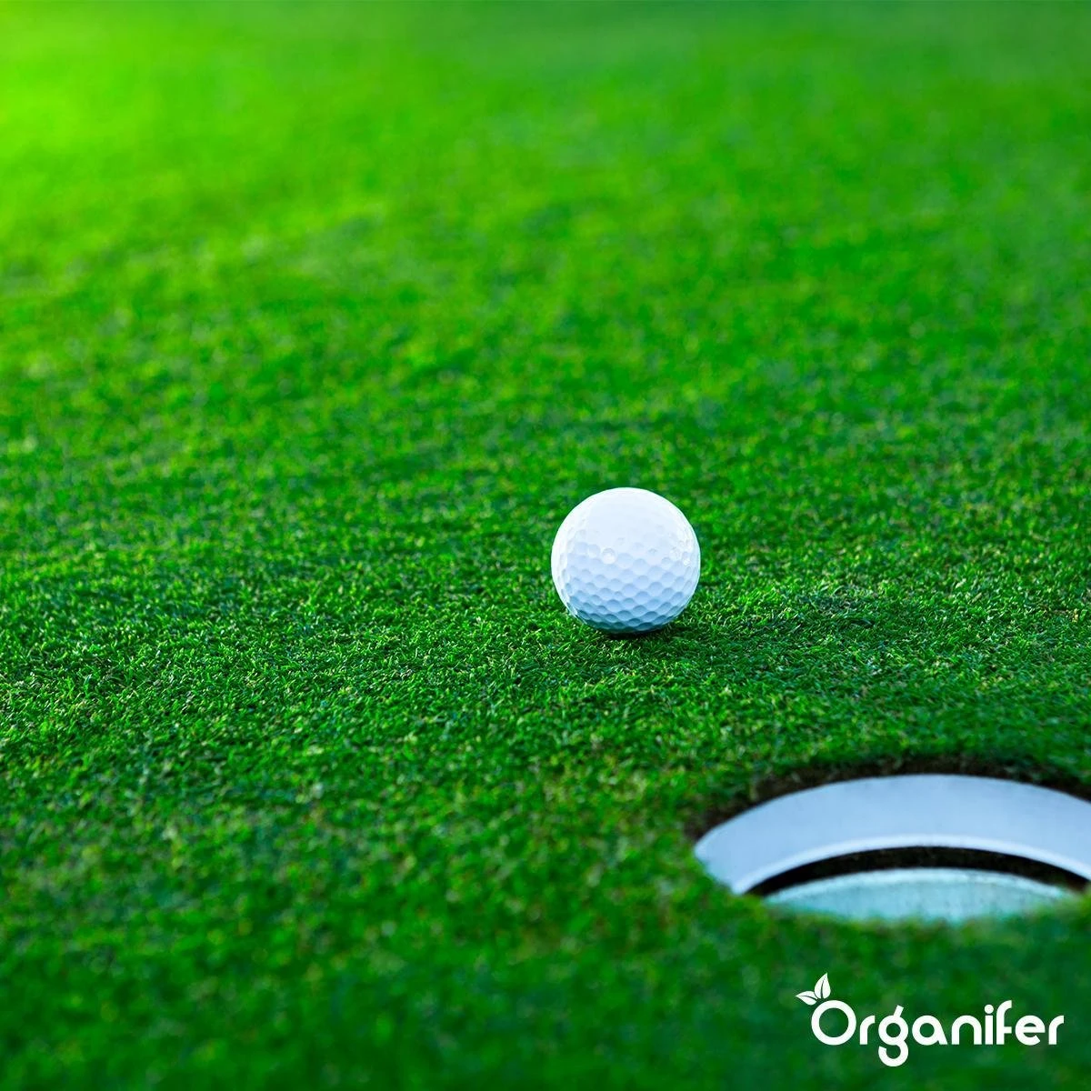 Gazonmest All-In-One (20Kg - Voor 400m2) Voor Een Diepgroen Sterk Gazon Zonder Mos En Onkruid - Complete Meststof Met Kalk En Grasversterker - Organifer 11 Gazonmest All-In-One (20Kg - Voor 400m2) Voor Een Diepgroen Sterk Gazon Zonder Mos En Onkruid - Complete Meststof Met Kalk En Grasversterker - Organifer - Afbeelding 11