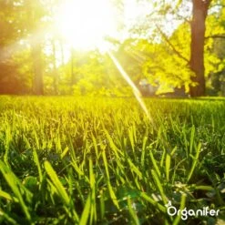 Gazonmest All-In-One (20Kg - Voor 400m2) Voor Een Diepgroen Sterk Gazon Zonder Mos En Onkruid - Complete Meststof Met Kalk En Grasversterker - Organifer 28 Gazonmest All-In-One (20Kg - Voor 400m2) Voor Een Diepgroen Sterk Gazon Zonder Mos En Onkruid - Complete Meststof Met Kalk En Grasversterker - Organifer -Tuinwinkel Voor Buitenartikelen 1200x1200 693