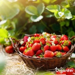 Lavagruis Uit Eifel Oergesteente (20Kg Voor 200m2) Grof Lavameel 0-2mm - Organifer -Tuinwinkel Voor Buitenartikelen 1200x1200 721