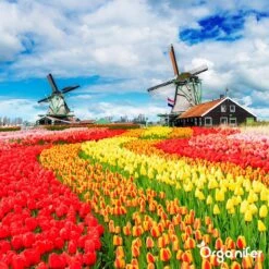 Lavagruis Uit Eifel Oergesteente (20Kg Voor 200m2) Grof Lavameel 0-2mm - Organifer -Tuinwinkel Voor Buitenartikelen 1200x1200 722