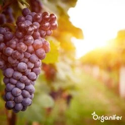 Lavagruis Uit Eifel Oergesteente (20Kg Voor 200m2) Grof Lavameel 0-2mm - Organifer -Tuinwinkel Voor Buitenartikelen 1200x1200 723