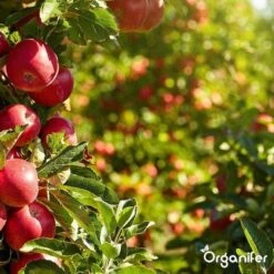 Lavagruis Uit Eifel Oergesteente (20Kg Voor 200m2) Grof Lavameel 0-2mm - Organifer -Tuinwinkel Voor Buitenartikelen 1200x1200 728