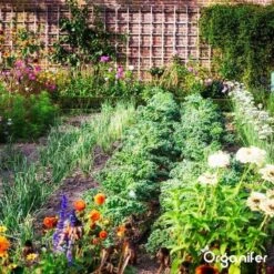 Lavagruis Uit Eifel Oergesteente (20Kg Voor 200m2) Grof Lavameel 0-2mm - Organifer -Tuinwinkel Voor Buitenartikelen 1200x1200 732