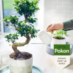 Pokon Bio Bonsai Voeding - 250ml - Plantenvoeding (bio) - 7ml Per 1L Water 12 Pokon Bio Bonsai Voeding - 250ml - Plantenvoeding (bio) - 7ml Per 1L Water -Tuinwinkel Voor Buitenartikelen 1200x1200 739