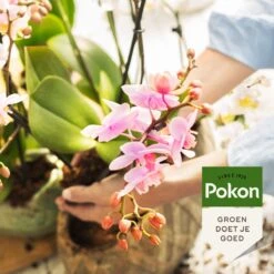 Pokon Orchidee Voeding - 250ml - Plantenvoeding - 10ml Per 1L Water -Tuinwinkel Voor Buitenartikelen 1200x1200 741