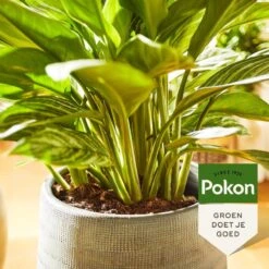 Pokon Groene Planten Voeding - 500ml - Plantenvoeding - 20ml Per 1L Water 8 Pokon Groene Planten Voeding - 500ml - Plantenvoeding - 20ml Per 1L Water -Tuinwinkel Voor Buitenartikelen 1200x1200 742