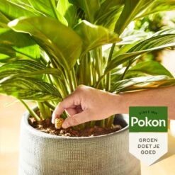 Pokon Kamerplanten Voedingskegels - 10st - Plantenvoeding - 6 Maanden Voeding -Tuinwinkel Voor Buitenartikelen 1200x1200 748