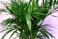 Pokon Powerspray Kamerplanten 300ml -Tuinwinkel Voor Buitenartikelen 1200x796 1