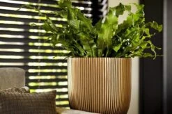 Capi Europe - Bloempot Bol Groove XL - 33x35 - Goud - Bloempot Voor Binnen - Opening ⌀28 - GVGB932 11 Capi Europe - Bloempot Bol Groove XL - 33x35 - Goud - Bloempot Voor Binnen - Opening ⌀28 - GVGB932 -Tuinwinkel Voor Buitenartikelen 1200x796 2