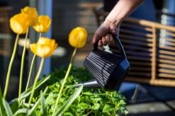 Xala - Gieter Doppio Groove 2L Zwart -Tuinwinkel Voor Buitenartikelen 1200x799 42