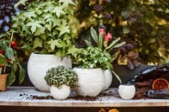 Capi Europe - Set Van 3 - Bloempot Binnen - Rib Ivoor -Tuinwinkel Voor Buitenartikelen 1200x799 51