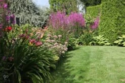 ECOstyle Tuinmest Organische Meststof - Border & Siertuin - Natuurlijke Meststof Gazon - 120 Dagen Voeding- 50 M² - 5 KG 10 ECOstyle Tuinmest Organische Meststof - Border & Siertuin - Natuurlijke Meststof Gazon - 120 Dagen Voeding- 50 M² - 5 KG -Tuinwinkel Voor Buitenartikelen 1200x800 119