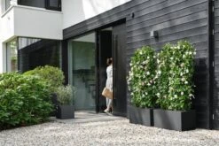 Elho Vivo Next Vierkant 30 - Plantenbak Voor Binnen & Buiten - Ø 29.5 X H 29.5 Cm - Zwart/Living Black 30 Elho Vivo Next Vierkant 30 - Plantenbak Voor Binnen & Buiten - Ø 29.5 X H 29.5 Cm - Zwart/Living Black -Tuinwinkel Voor Buitenartikelen 1200x800 123