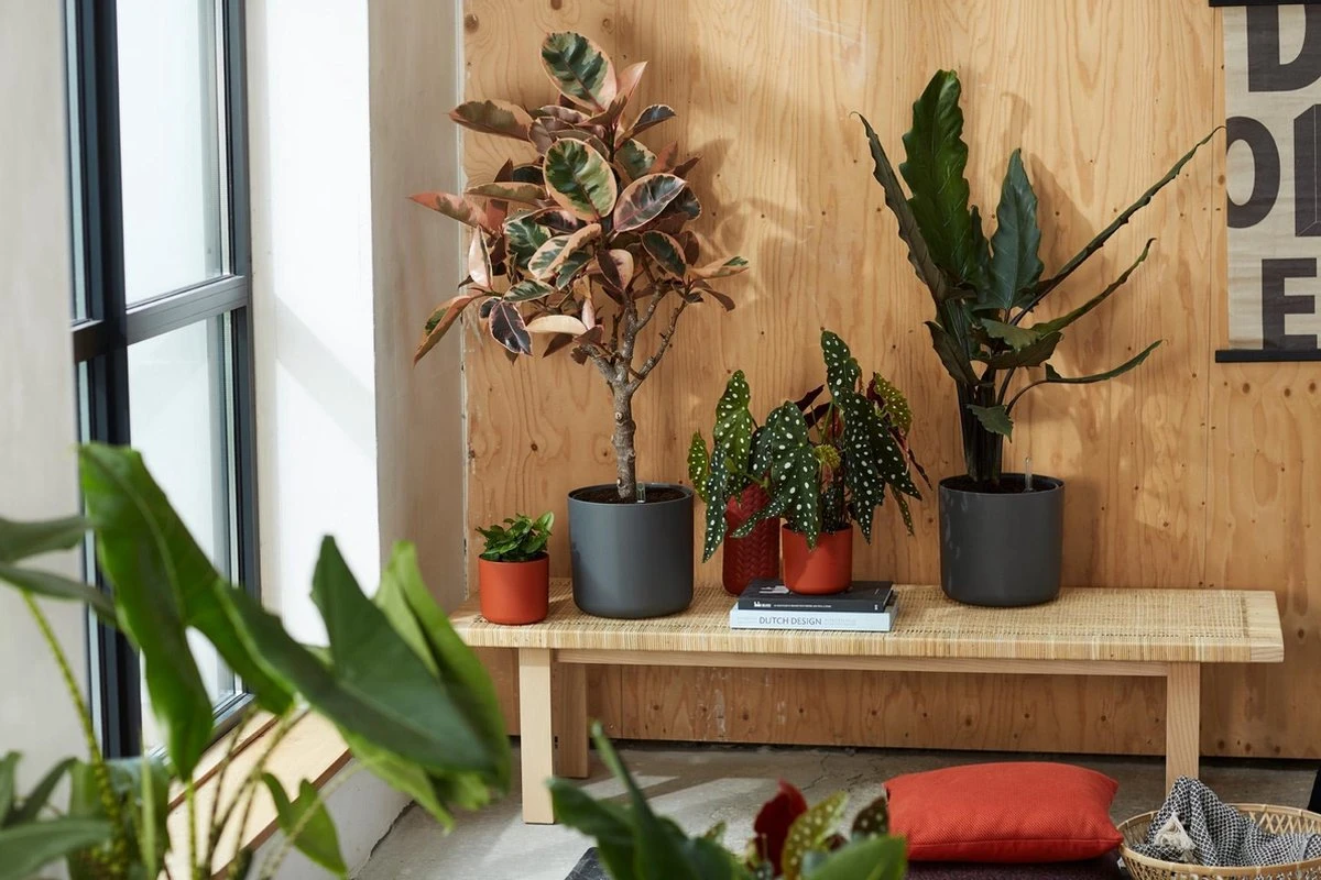 Elho B.for Soft Rond 30 - Bloempot Voor Binnen - Ø 29.5 X H 27.6 Cm - Wit 11 Elho B.for Soft Rond 30 - Bloempot Voor Binnen - Ø 29.5 X H 27.6 Cm - Wit - Afbeelding 11