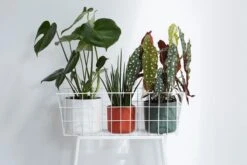 Elho B.for Soft Rond 30 - Bloempot Voor Binnen - Ø 29.5 X H 27.6 Cm - Wit 27 Elho B.for Soft Rond 30 - Bloempot Voor Binnen - Ø 29.5 X H 27.6 Cm - Wit -Tuinwinkel Voor Buitenartikelen 1200x800 165