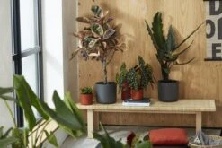 Elho B.for Soft Rond 30 - Bloempot Voor Binnen - Ø 29.5 X H 27.6 Cm - Antraciet -Tuinwinkel Voor Buitenartikelen 1200x800 177