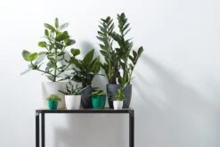 Elho B.for Soft Rond 30 - Bloempot Voor Binnen - Ø 29.5 X H 27.6 Cm - Antraciet -Tuinwinkel Voor Buitenartikelen 1200x800 178