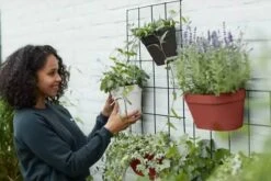 Elho Loft Urban Green Wall Rek 48 - Accessoires Voor Buiten - Ø 47.3 X H 59.0 Cm - Zwart/Living Black 18 Elho Loft Urban Green Wall Rek 48 - Accessoires Voor Buiten - Ø 47.3 X H 59.0 Cm - Zwart/Living Black -Tuinwinkel Voor Buitenartikelen 1200x800 185