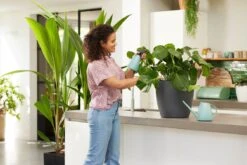 Elho Brussels Gieter 1,8l - Gieter Voor Binnenkweken En Oogsten - Ø 33.0 X H 17.0 Cm - Groen/Mint 10 Elho Brussels Gieter 1,8l - Gieter Voor Binnenkweken En Oogsten - Ø 33.0 X H 17.0 Cm - Groen/Mint -Tuinwinkel Voor Buitenartikelen 1200x800 35