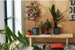 Elho B.for Soft Rond 25 - Bloempot Voor Binnen - Ø 24.7 X H 23.3 Cm - Antraciet 19 Elho B.for Soft Rond 25 - Bloempot Voor Binnen - Ø 24.7 X H 23.3 Cm - Antraciet -Tuinwinkel Voor Buitenartikelen 1200x807 4