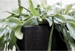 Capi Europe - Bloempot Vierkant Smooth NL - 30x30x30 - Zwart - Voor Binnen En Buiten - KBL902 -Tuinwinkel Voor Buitenartikelen 1200x813 4