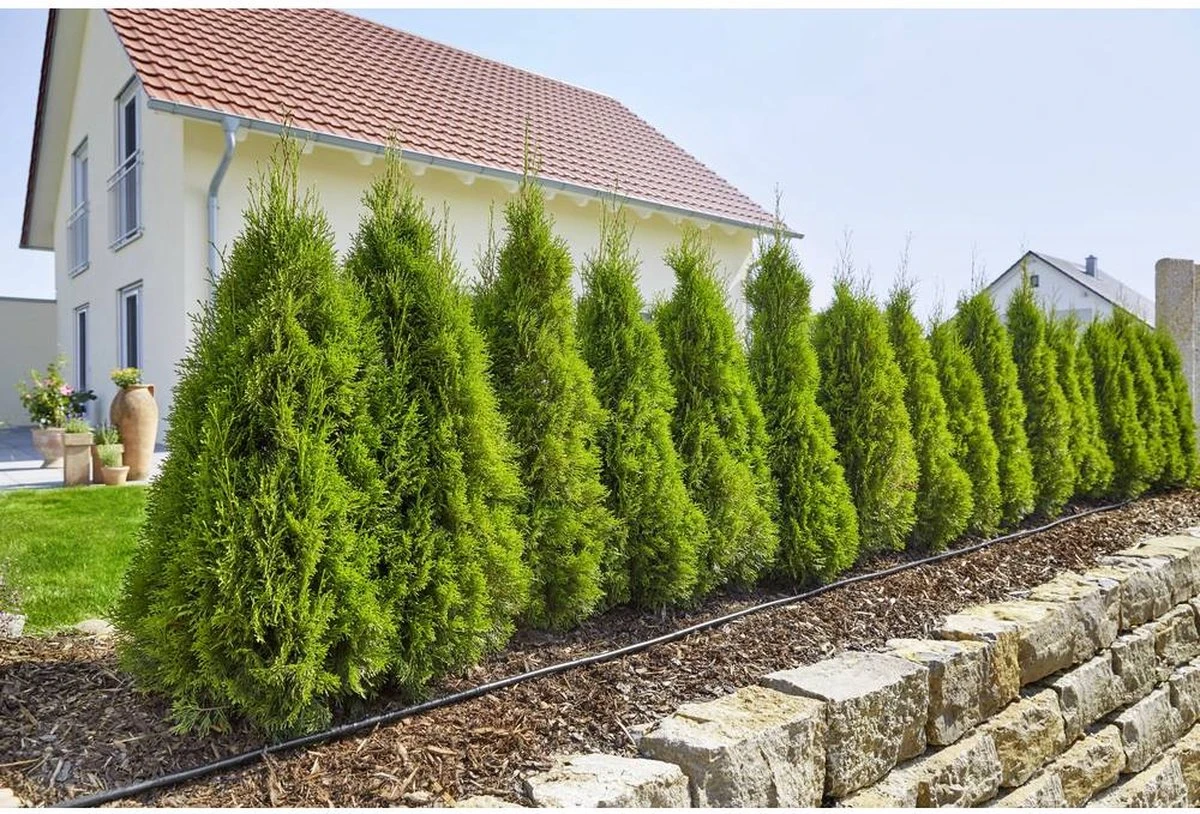 GARDENA Micro Drip System Startset L Druppelsysteem - 50 Meter 3 GARDENA Micro Drip System Startset L Druppelsysteem - 50 Meter - Afbeelding 3