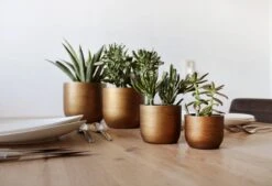 Capi Europe - Set Van 4 - Bloempot Binnen - Retro - - Goud - Bloempot Voor Binnen - BOX-BRTG-4 7 Capi Europe - Set Van 4 - Bloempot Binnen - Retro - - Goud - Bloempot Voor Binnen - BOX-BRTG-4 -Tuinwinkel Voor Buitenartikelen 1200x820 1