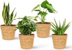 WL Plants - Maki Naturel - Set Van 4 - Plantenmand - Plantenmand Binnen - Bloempot - Plantenhouder - Bloempotten Voor Binnen - Gemaakt Van Riet - 11cm Hoog - 12cm Diameter -Tuinwinkel Voor Buitenartikelen 1200x838 7
