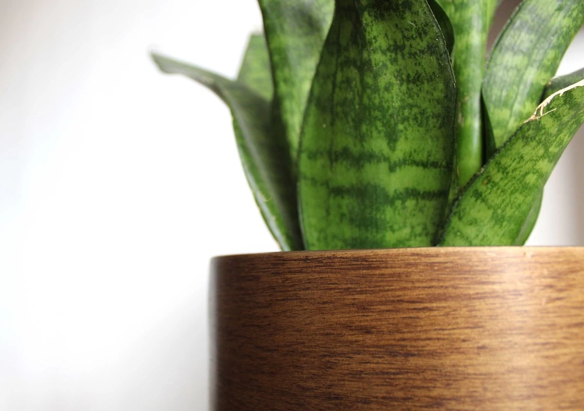 Capi Europe - Bloempot Bol Retro - 23x21 - Goud - Bloempot Voor Binnen - BRTG134 3 Capi Europe - Bloempot Bol Retro - 23x21 - Goud - Bloempot Voor Binnen - BRTG134 - Afbeelding 3