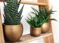 Capi Europe - Bloempot Bol Retro XL - 42x41 - Goud - Bloempot Voor Binnen - Opening ⌀36 - RTG933 -Tuinwinkel Voor Buitenartikelen 1200x876 3