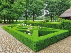 Topbuxus Buxus Health Mix 12 Topbuxus Buxus Health Mix -Tuinwinkel Voor Buitenartikelen 1200x899 8