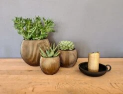 Capi Europe - Set Van 3 - Bloempot Binnen - Groove - - Goud - Bloempot Voor Binnen - BOX-BGVGB-3 6 Capi Europe - Set Van 3 - Bloempot Binnen - Groove - - Goud - Bloempot Voor Binnen - BOX-BGVGB-3 -Tuinwinkel Voor Buitenartikelen 1200x912