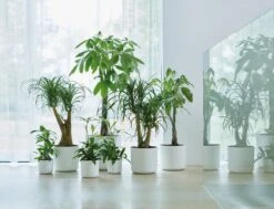 Elho B.for Soft Rond 30 - Bloempot Voor Binnen - Ø 29.5 X H 27.6 Cm - Wit 31 Elho B.for Soft Rond 30 - Bloempot Voor Binnen - Ø 29.5 X H 27.6 Cm - Wit -Tuinwinkel Voor Buitenartikelen 1200x916 1