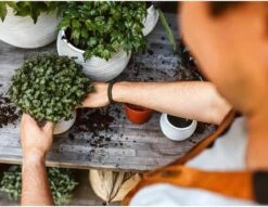 Capi Europe - Set Van 3 - Bloempot Binnen - Rib Ivoor -Tuinwinkel Voor Buitenartikelen 1200x930 2