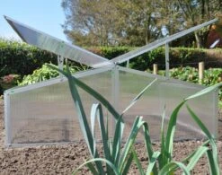 Royal Well Broeikas Silver Thyme -Tuinwinkel Voor Buitenartikelen 1200x947