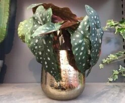 Gina Da Bloempot Karakter Goud - XL -Tuinwinkel Voor Buitenartikelen 1200x984 1