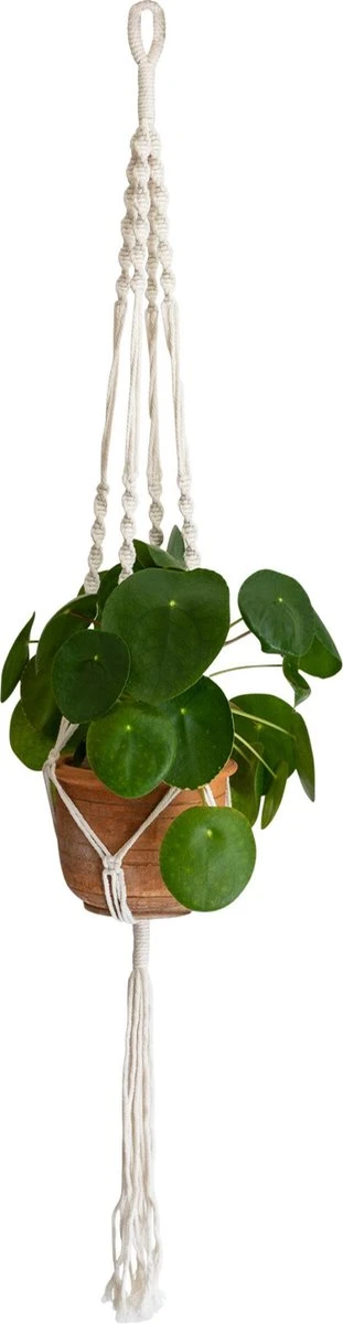 QUVIO Plantenhanger Voor Bloempot - Hangpot - Hangende Bloempot - Plantenhanger Macrame - Plantenhanger Binnen - Hangpotten - Plantenbakken - Hanging Baskets - Gevlochten Touw Met Spiralen 1 QUVIO Plantenhanger Voor Bloempot - Hangpot - Hangende Bloempot - Plantenhanger Macrame - Plantenhanger Binnen - Hangpotten - Plantenbakken - Hanging Baskets - Gevlochten Touw Met Spiralen