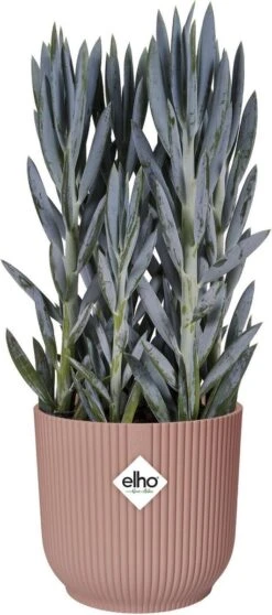 Elho Vibes Fold Rond Wielen 35 - Bloempot Voor Binnen - Ø 34.9 X H 32.4 Cm - Delicaat Roze 21 Elho Vibes Fold Rond Wielen 35 - Bloempot Voor Binnen - Ø 34.9 X H 32.4 Cm - Delicaat Roze -Tuinwinkel Voor Buitenartikelen 531x1200 2