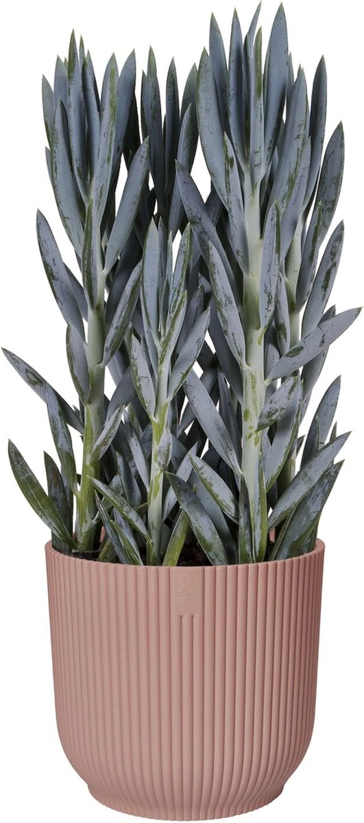 Elho Vibes Fold Rond 25 - Bloempot Voor Binnen - Ø 25.0 X H 23.0 Cm - Delicaat Roze 2 Elho Vibes Fold Rond 25 - Bloempot Voor Binnen - Ø 25.0 X H 23.0 Cm - Delicaat Roze - Afbeelding 2