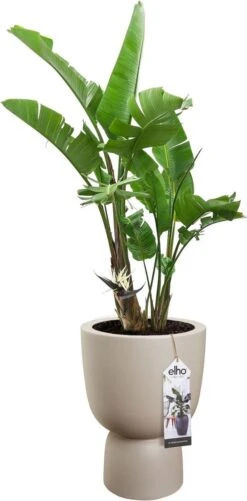 Elho Pure Coupe 41 - Bloempot Voor Binnen & Buiten - Ø 41.3 X H 57.9 Cm - Beige/Balanced Beige -Tuinwinkel Voor Buitenartikelen 592x1200 4