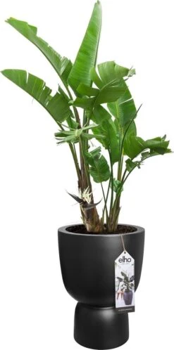 Elho Pure Coupe 35 - Bloempot Voor Binnen & Buiten - Ø 34.9 X H 49.0 Cm - Zwart/Zwart -Tuinwinkel Voor Buitenartikelen 595x1200 2